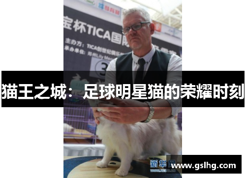 猫王之城：足球明星猫的荣耀时刻